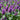 Stachys monieri 'Hummelo'
