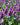 Stachys monieri 'Hummelo'