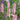 Stachys officinalis 'Rosea'