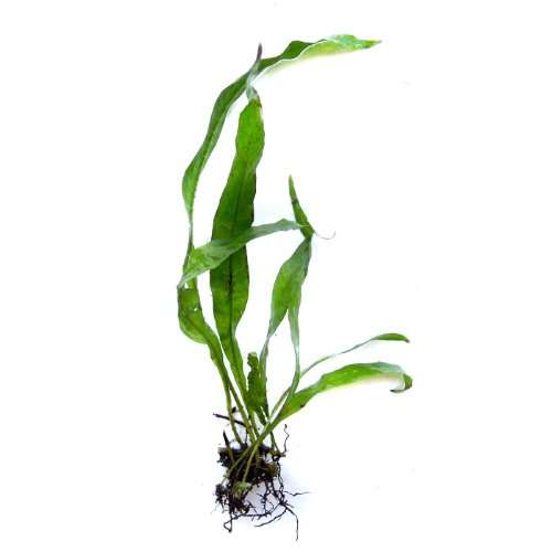 SubstrateSource Microsorum pteropus Java Fern Live Aquatic Aquarium Pl ...