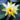 Sulphurea Water Lily - Pond Plants - MW25