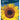Sunflower Tall Seeds