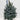 Potted Real Christmas Tree | Picea pungens Super Blue | 70-80cm