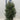 Potted Real Christmas Tree | Picea pungens Super Green | 100-120cm
