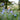 Symphytum azureum