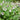 Symphytum grandiflorum