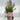Syringa Meyeri Pink Perfume 3L