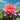 Tan Khwan Water Lily - Pond Plants - MW38