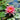 Tan Khwan Water Lily - Pond Plants - MW38