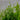 Taxiphyllum sp. ‘Flame Moss’ - AQ1281