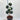 Taxus Baccata Multiball Cloud Tree (English Yew) 1.5m
