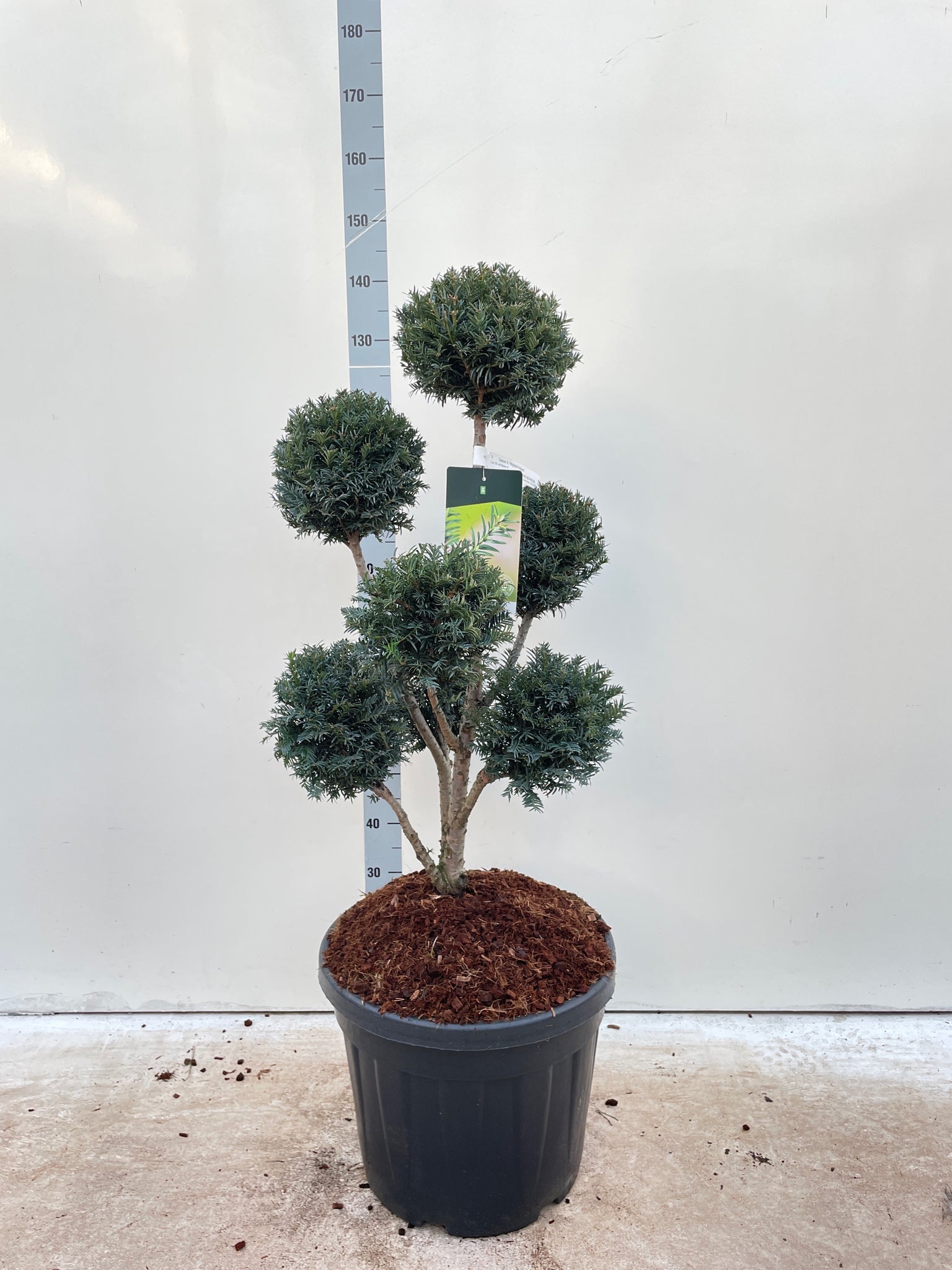 Multiball Tree Taxus Baccata Multiball Cloud Tree (English Yew) 1.5m – Lincspplants