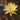 Nymphaea Texas Dawn - 2026