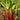 Thalia Geniculata 'Red Stem' - Packs