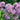 Thalictrum aquilegifolium