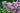 Thalictrum aquilegifolium
