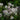Thalictrum aquilegiifolium 'Album'