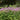 Thalictrum aquilegiifolium 'Thundercloud'