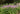 Thalictrum aquilegiifolium 'Thundercloud'