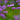 Thalictrum delavayi 'Hewitt's Double'