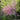 Thalictrum delavayi 'Splendide'