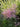 Thalictrum delavayi 'Splendide'