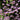 Thalictrum delavayi (dipterocarpum)