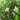Thalictrum rochebrunianum