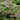Trachystemon orientalis