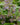 Trachystemon orientalis