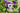 TradescantiaTemp