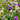 Tradescantia andersoniana 'Bärbel'