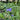 Tradescantia andersoniana 'Blue Stone'