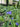 Tradescantia andersoniana 'Blue Stone'
