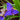 Tradescantia andersoniana 'Caerulea Plena'
