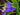 Tradescantia andersoniana 'Caerulea Plena'