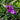 Tradescantia andersoniana 'Concord Grape'