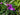 Tradescantia andersoniana 'Concord Grape'
