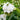 Tradescantia andersoniana 'Innocence'