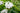 Tradescantia andersoniana 'Innocence'
