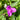 Tradescantia andersoniana 'Karminglut'