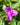 Tradescantia andersoniana 'Karminglut'