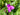 Tradescantia andersoniana 'Karminglut'