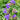 Tradescantia andersoniana 'Leonora'