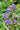 Tradescantia andersoniana 'Leonora'