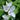Tradescantia andersoniana 'Osprey'