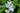 Tradescantia andersoniana 'Osprey'