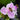 Tradescantia andersoniana 'Pink Chablis'