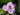 Tradescantia andersoniana 'Pink Chablis'