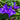 Tradescantia andersoniana 'Sweet Kate'